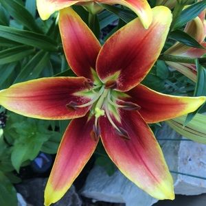 Meet your Posher, Janet